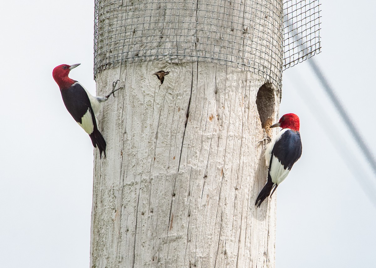 Red-headed Woodpecker - Michael Linz