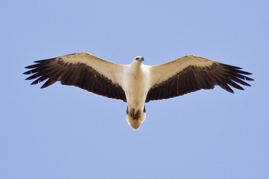 White-bellied Sea-Eagle - Mat Gilfedder