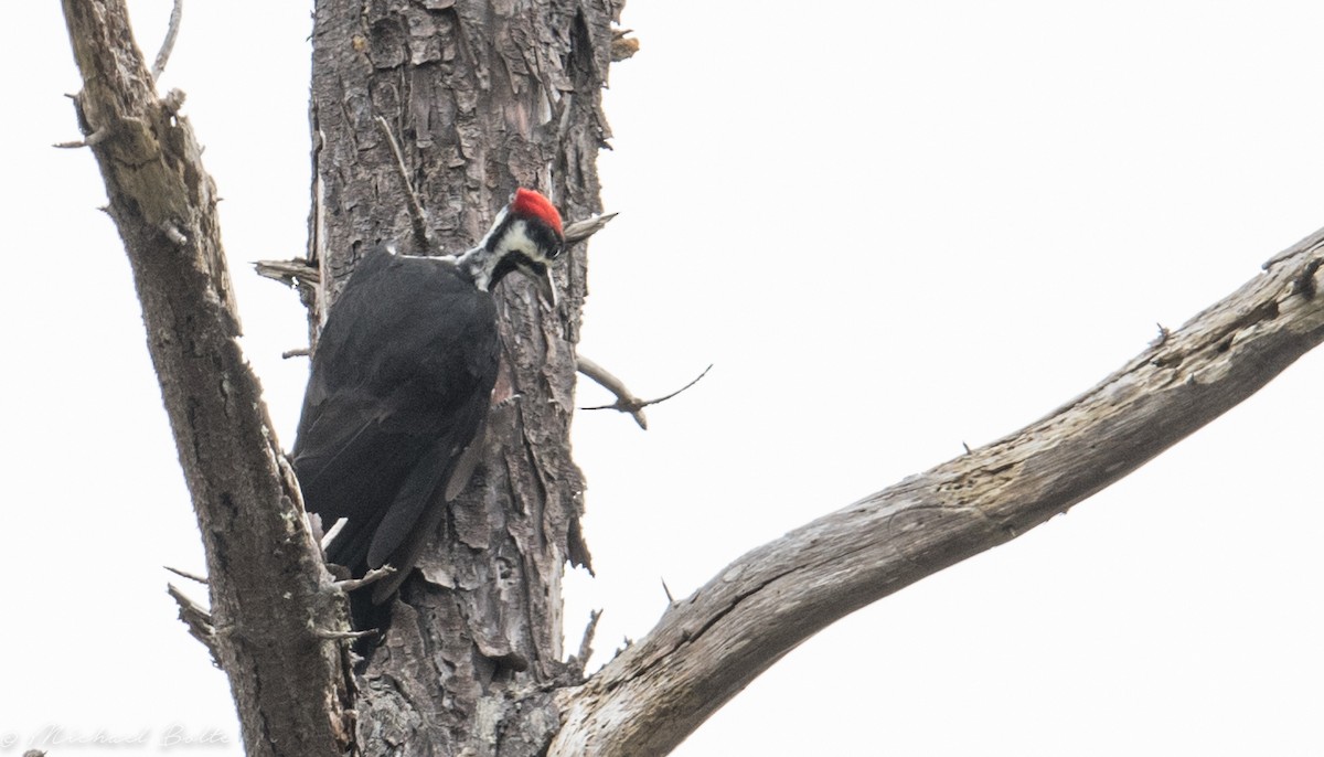 Pileated Woodpecker - Michael Bolte