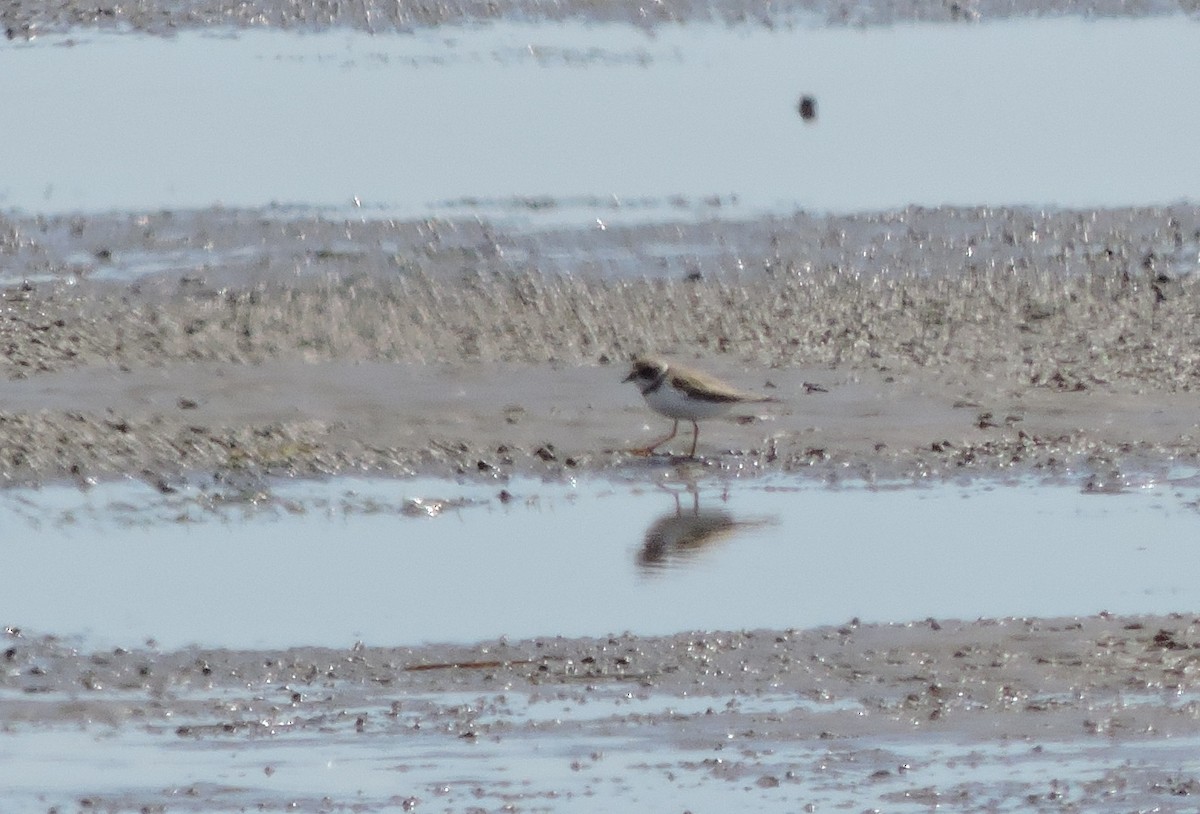 Semipalmated Plover - ML113526991