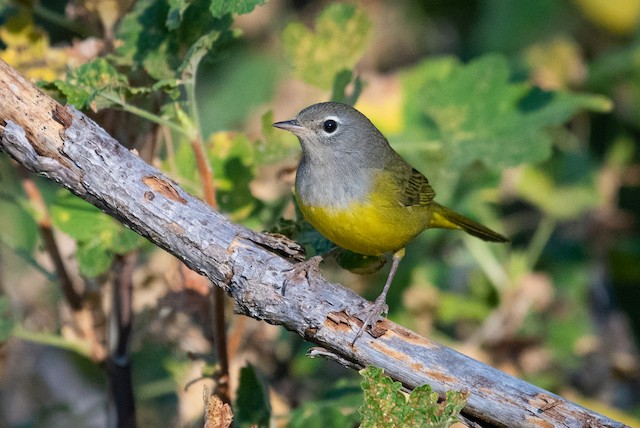 MacGillivray's Warbler