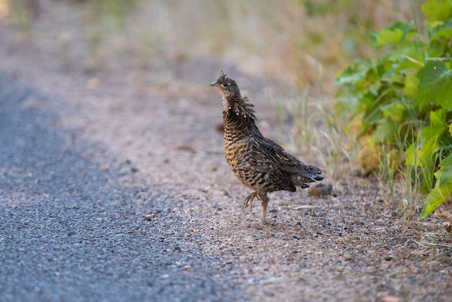 Ruffed Grouse