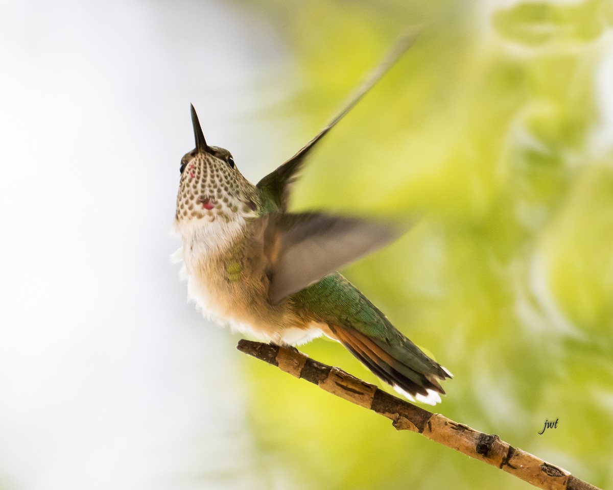 Broad-tailed Hummingbird - Janeal W. Thompson