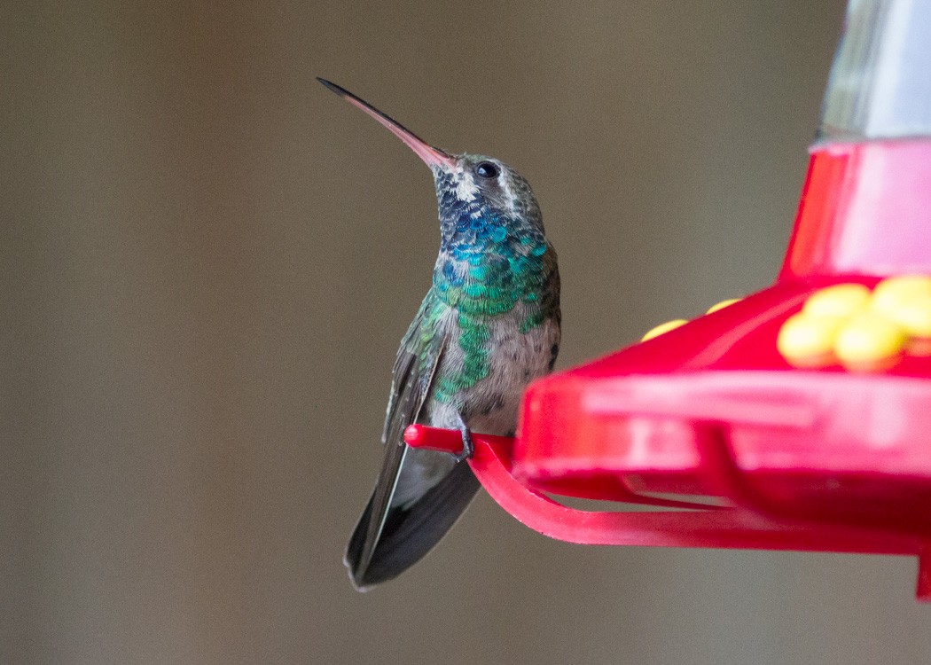 Broad-billed Hummingbird - Alan Wight