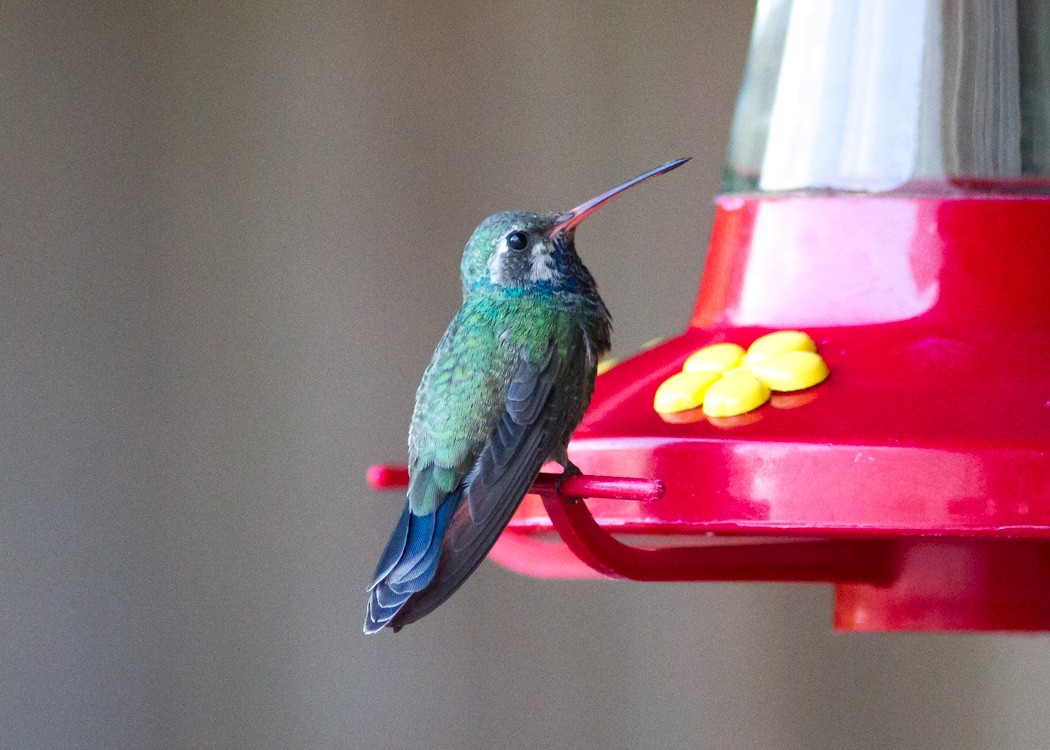 Broad-billed Hummingbird - ML113533571