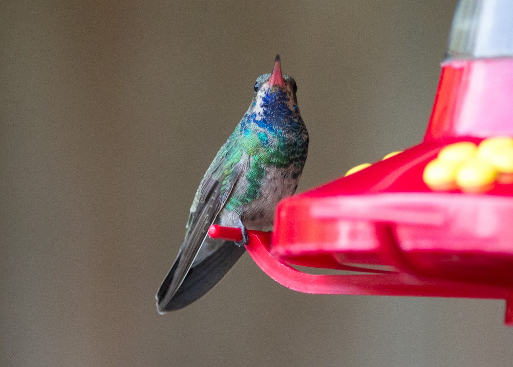 Broad-billed Hummingbird - Alan Wight