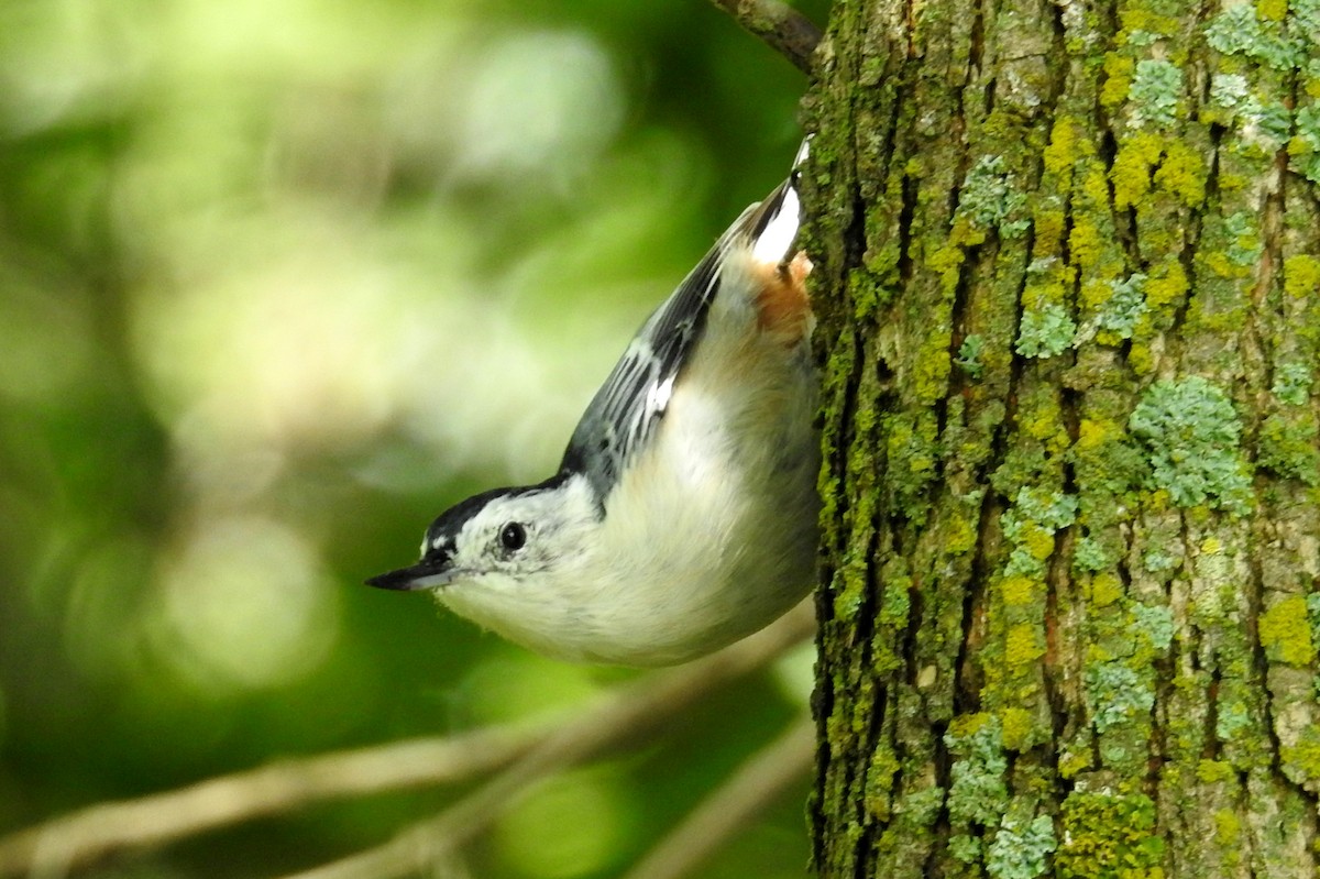 White-breasted Nuthatch - ML113533831