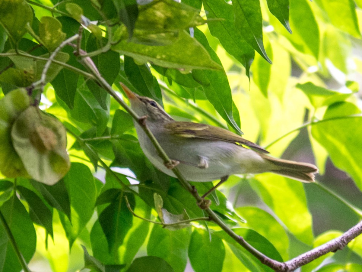 Eastern Crowned Warbler - Sakkarin Sansuk