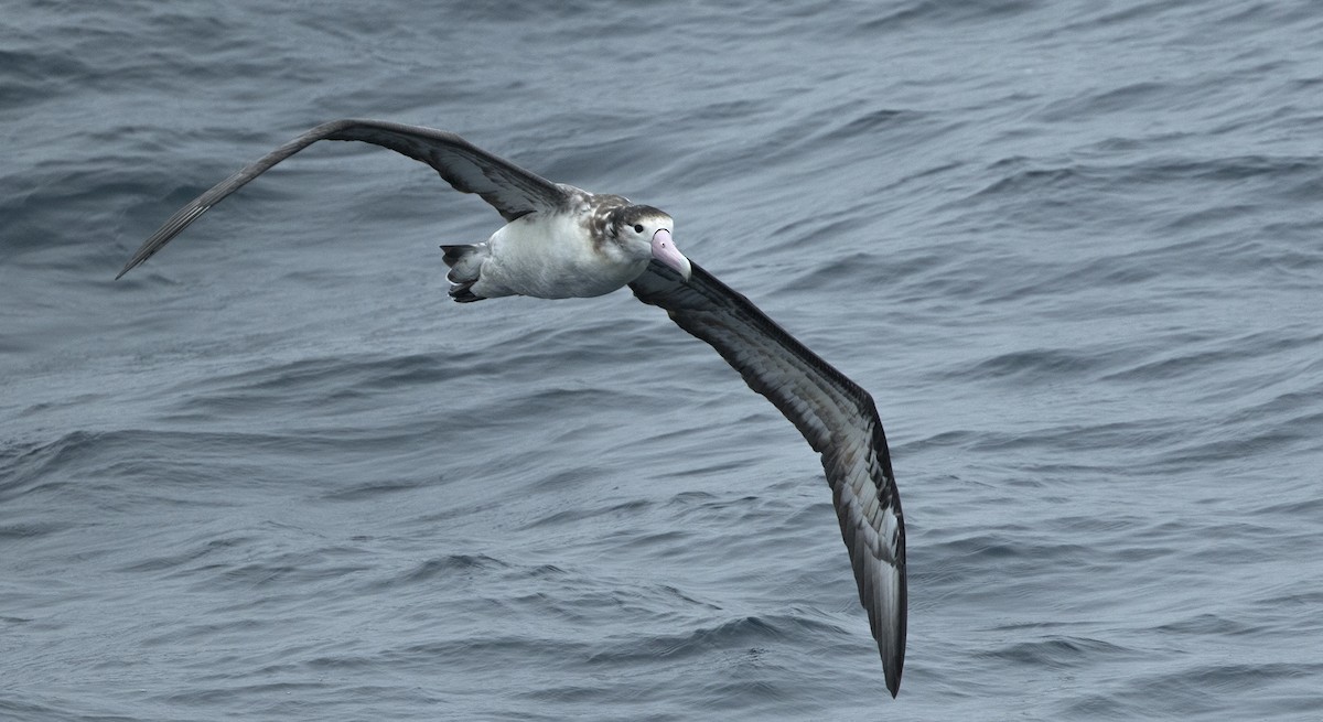 Short-tailed Albatross - Zak Pohlen
