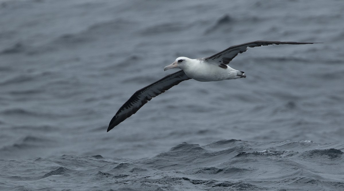 albatros laysanský - ML113535441