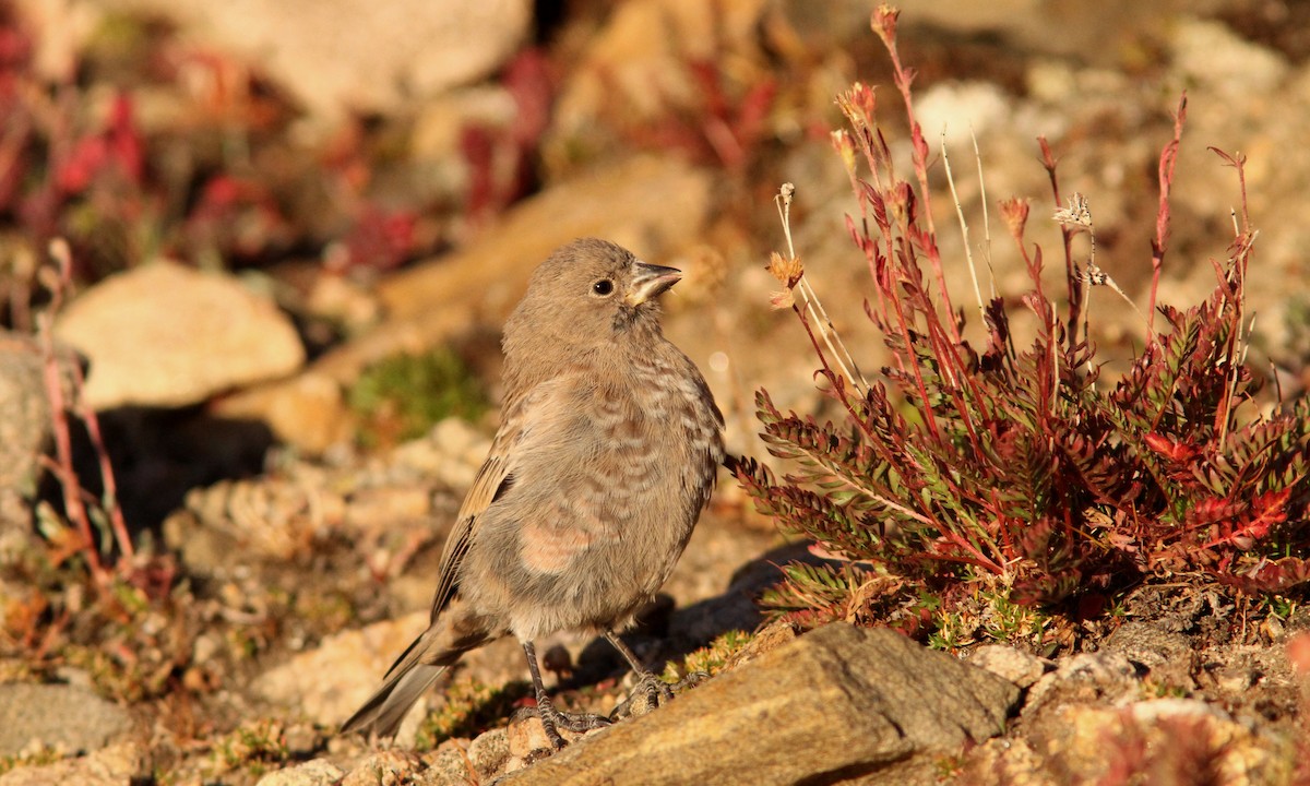 Brown-capped Rosy-Finch - ML113535771