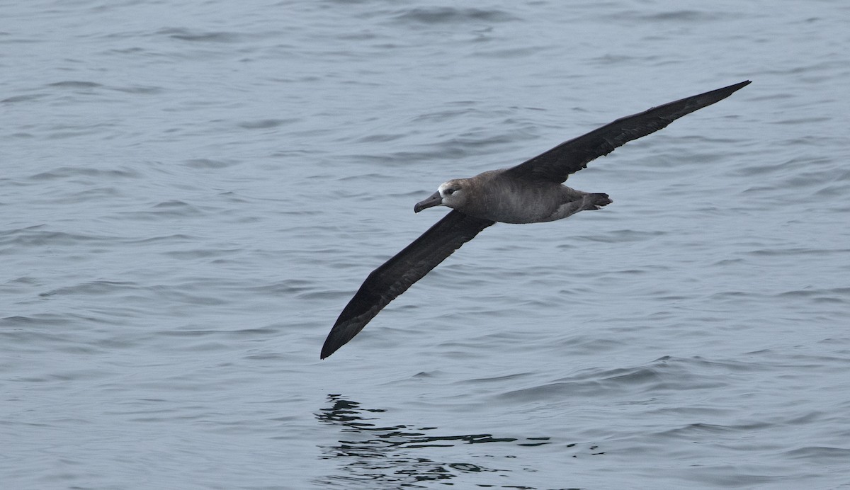 Black-footed Albatross - Zak Pohlen