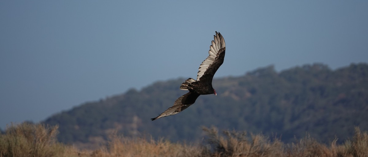 Turkey Vulture - ML113537931