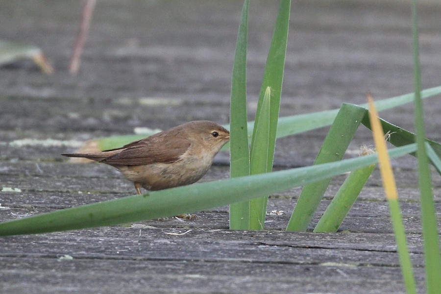 Common Reed Warbler - ML113542911
