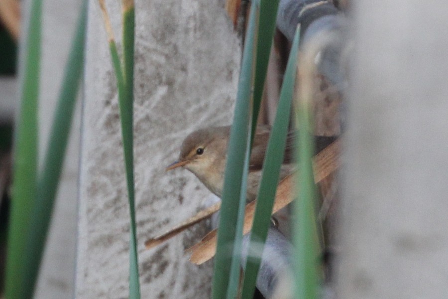 Common Reed Warbler - ML113542991