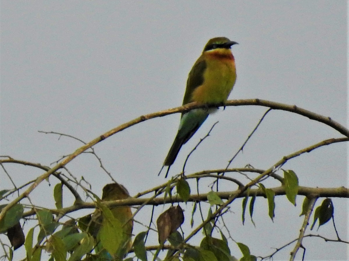 Blue-tailed Bee-eater - ML113544021