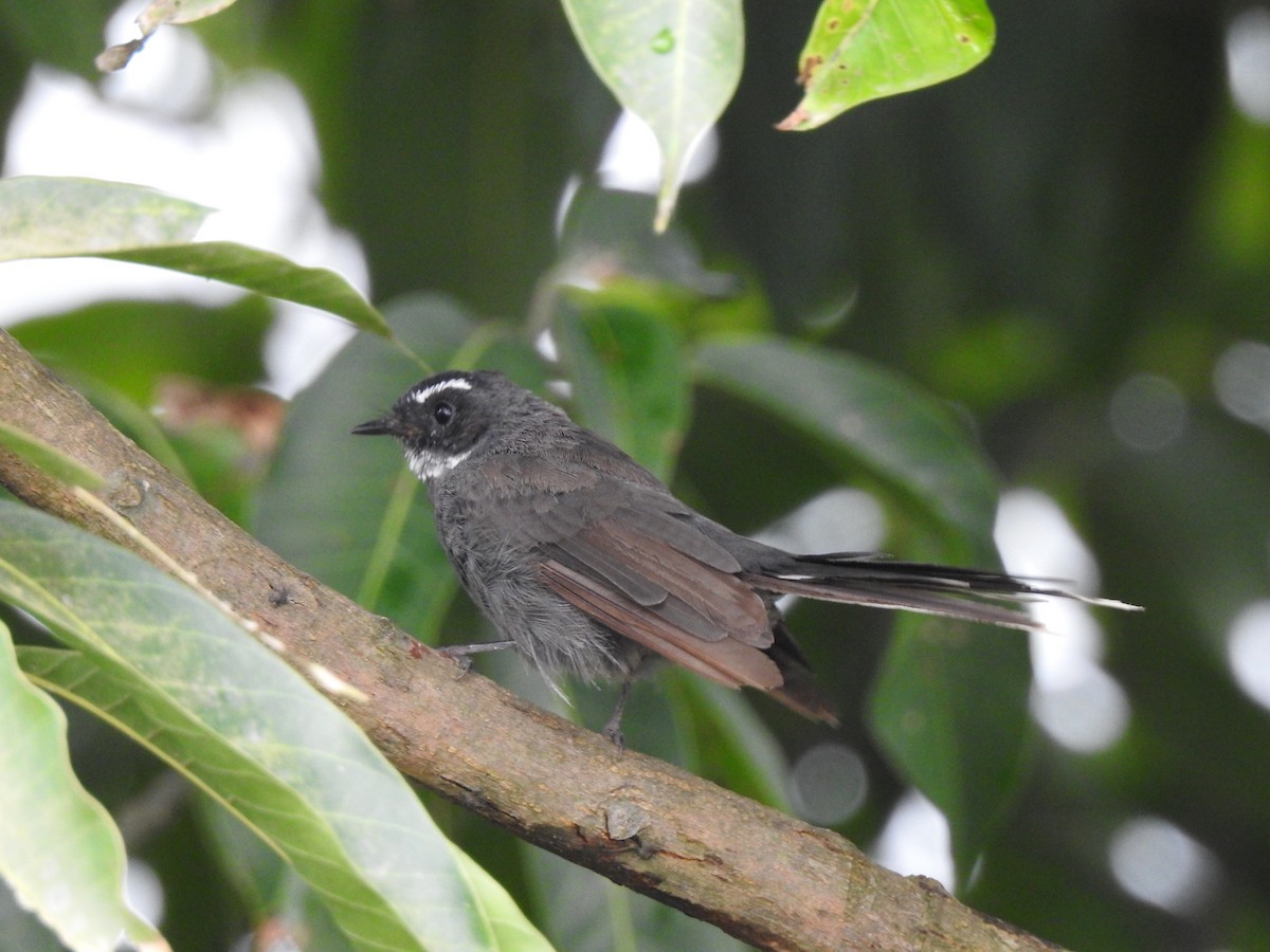 White-throated Fantail - ML113544141