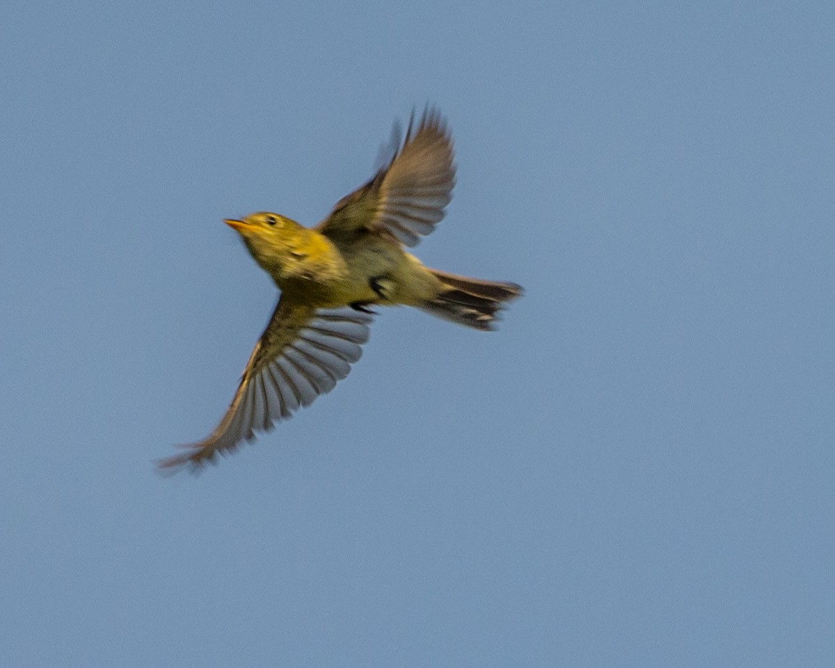 Yellow-bellied Flycatcher - Michael Foster