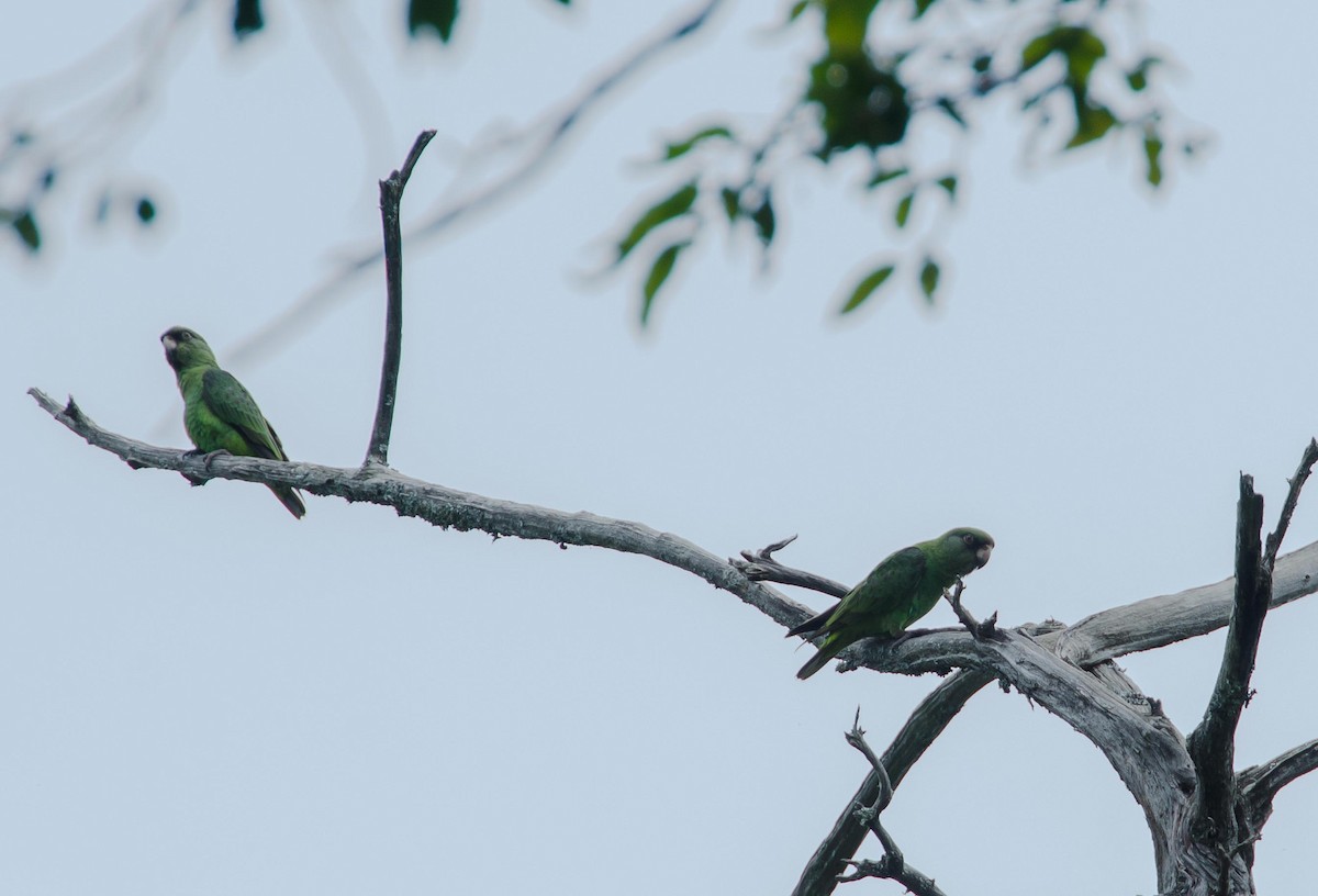 Red-fronted Parrot - Simon Carter