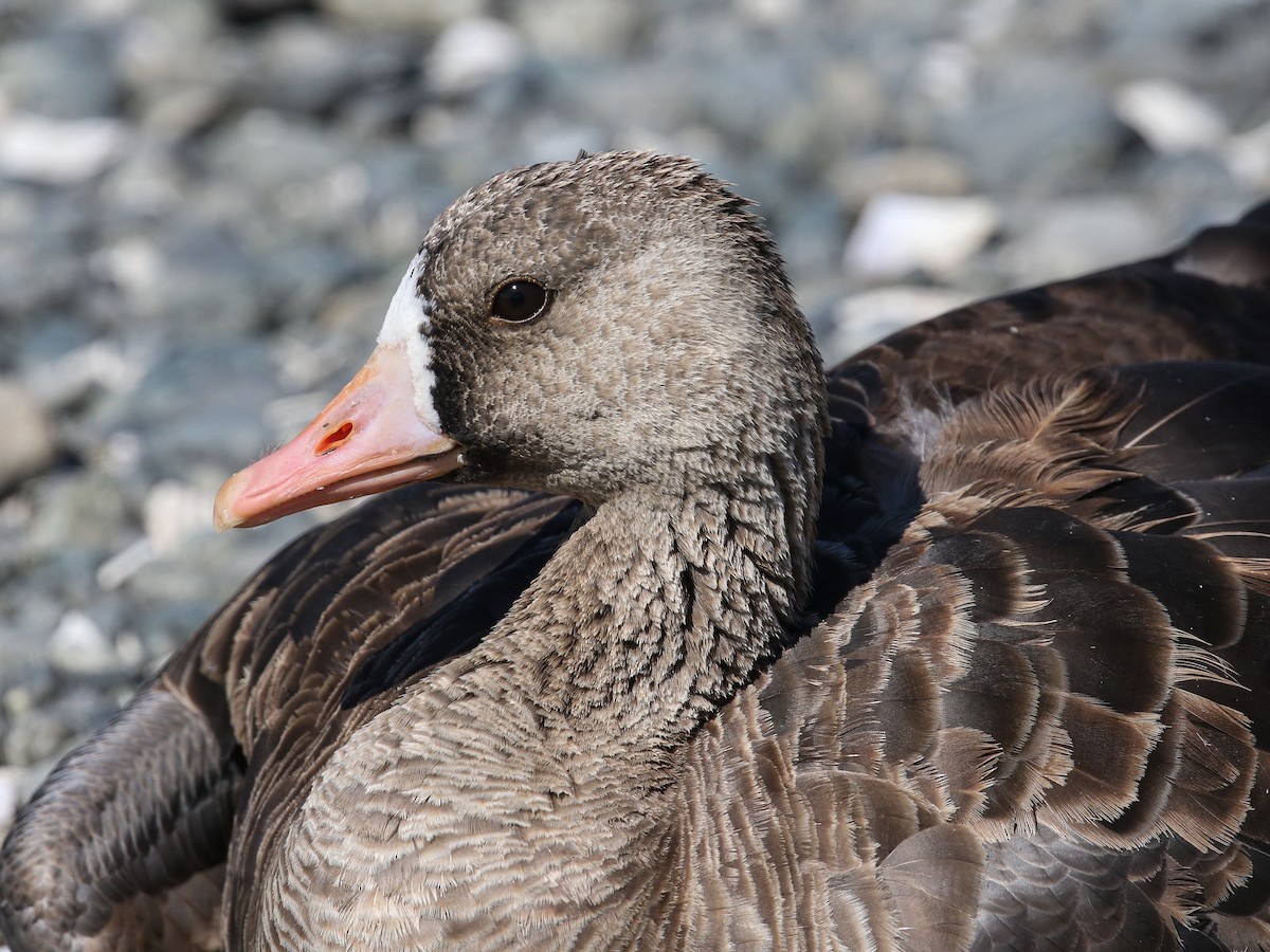 Greater White-fronted Goose - ML113548611