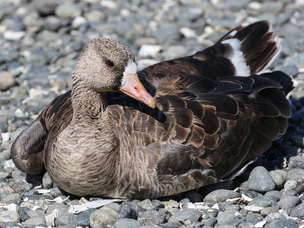 Greater White-fronted Goose - ML113548641
