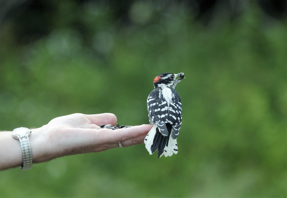 Downy Woodpecker (Eastern) - ML113550491