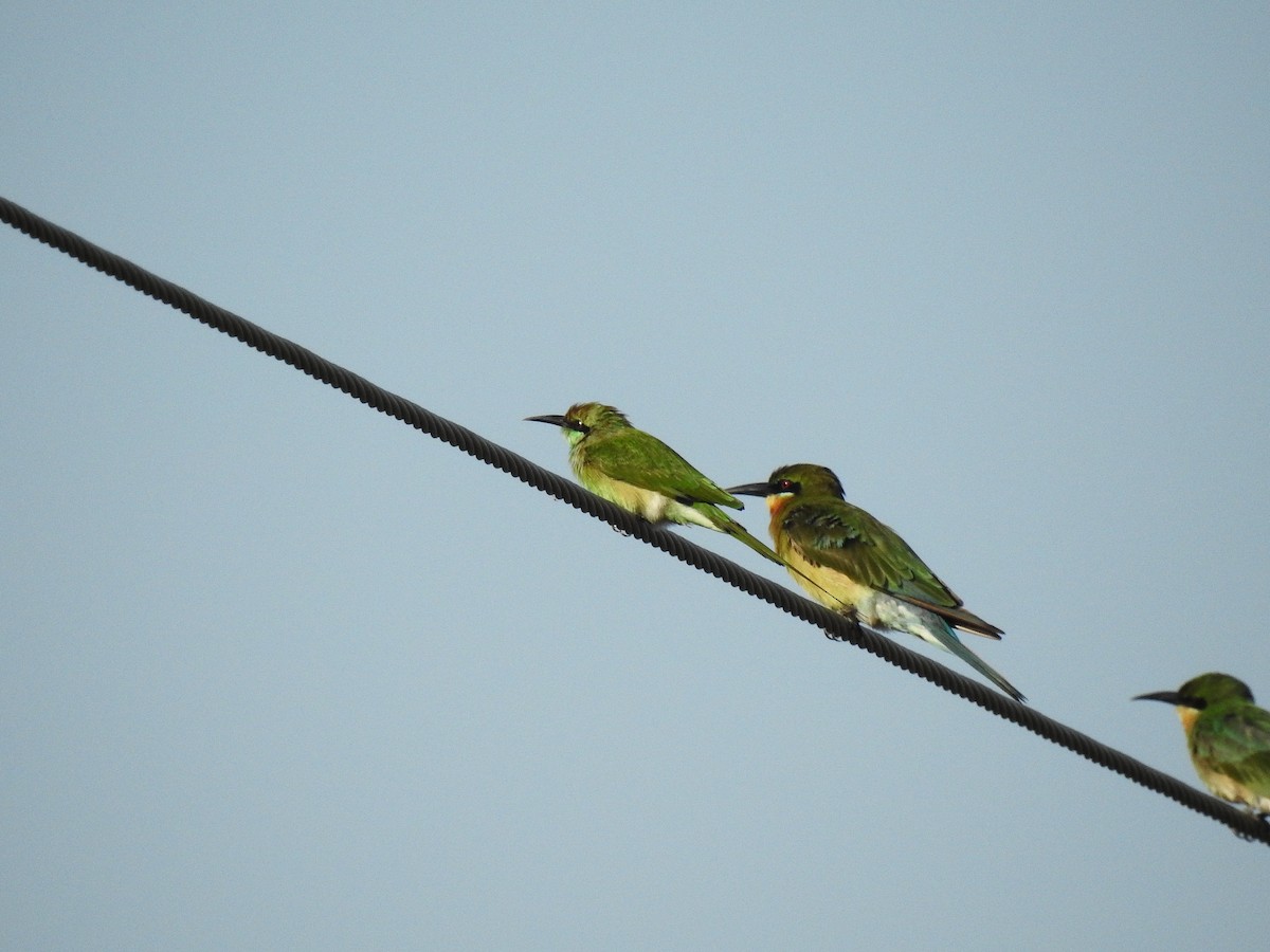 Blue-tailed Bee-eater - ML113550931