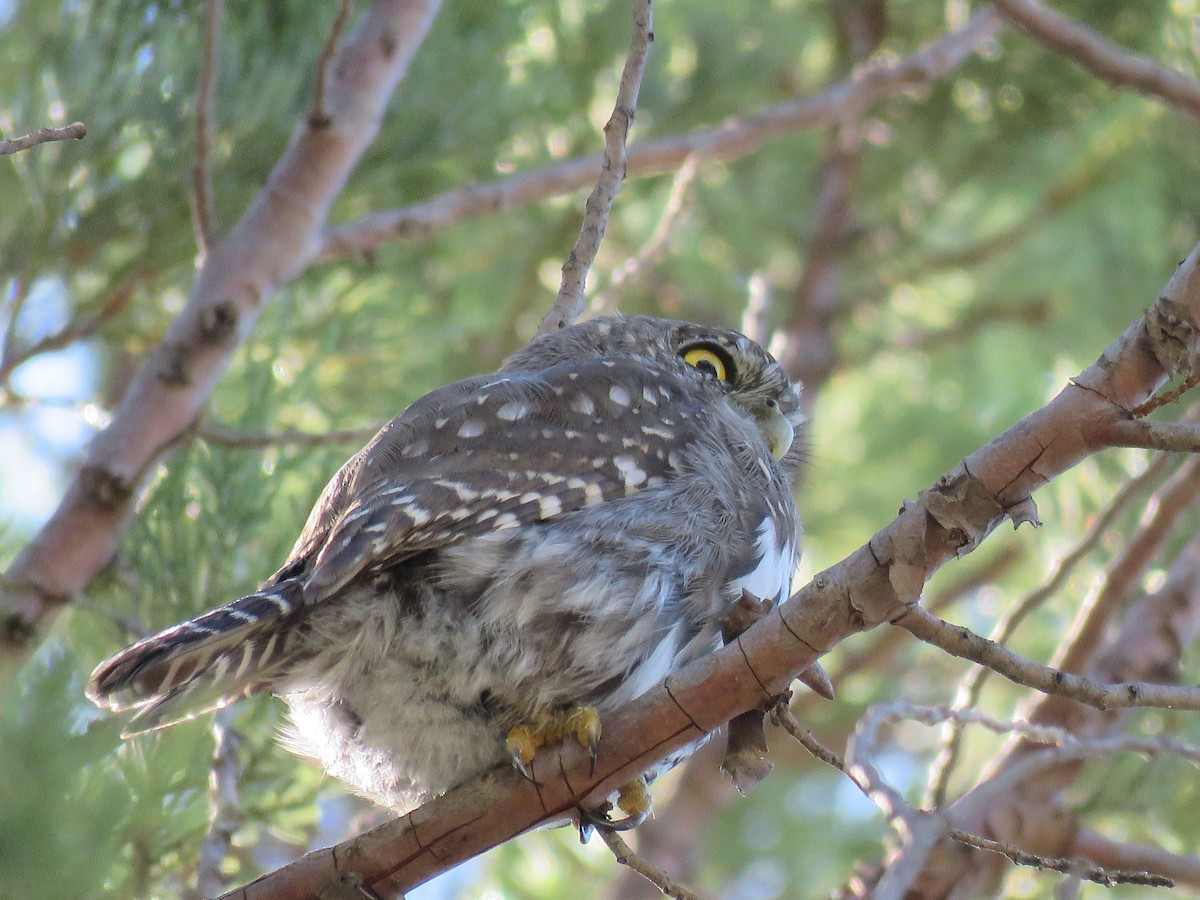 Northern Pygmy-Owl - Dave Hawksworth