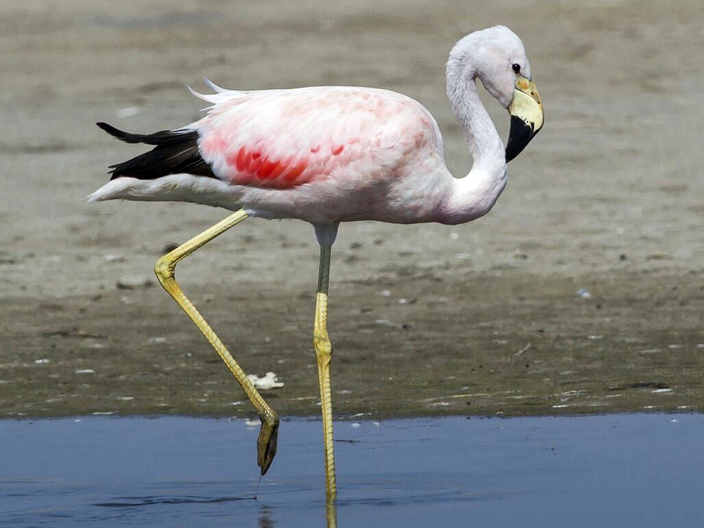 Andean Flamingo - Charly Moreno Taucare