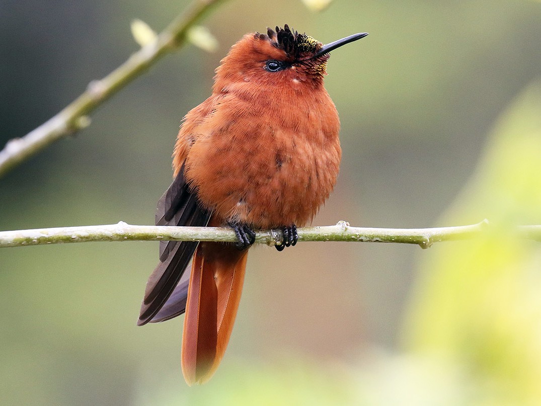 Juan Fernandez Firecrown - eBird