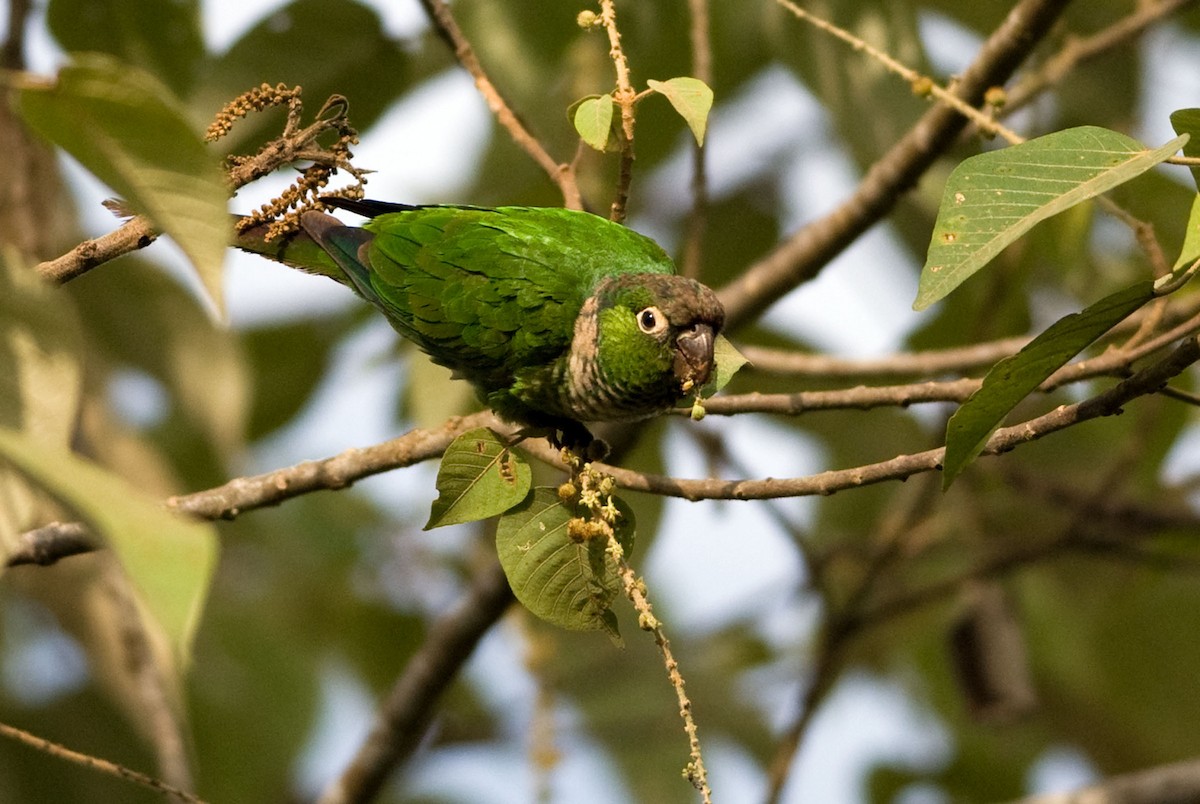 Maroon-tailed Parakeet - Robert Dobbs