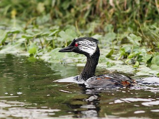 Pimpollo común - eBird