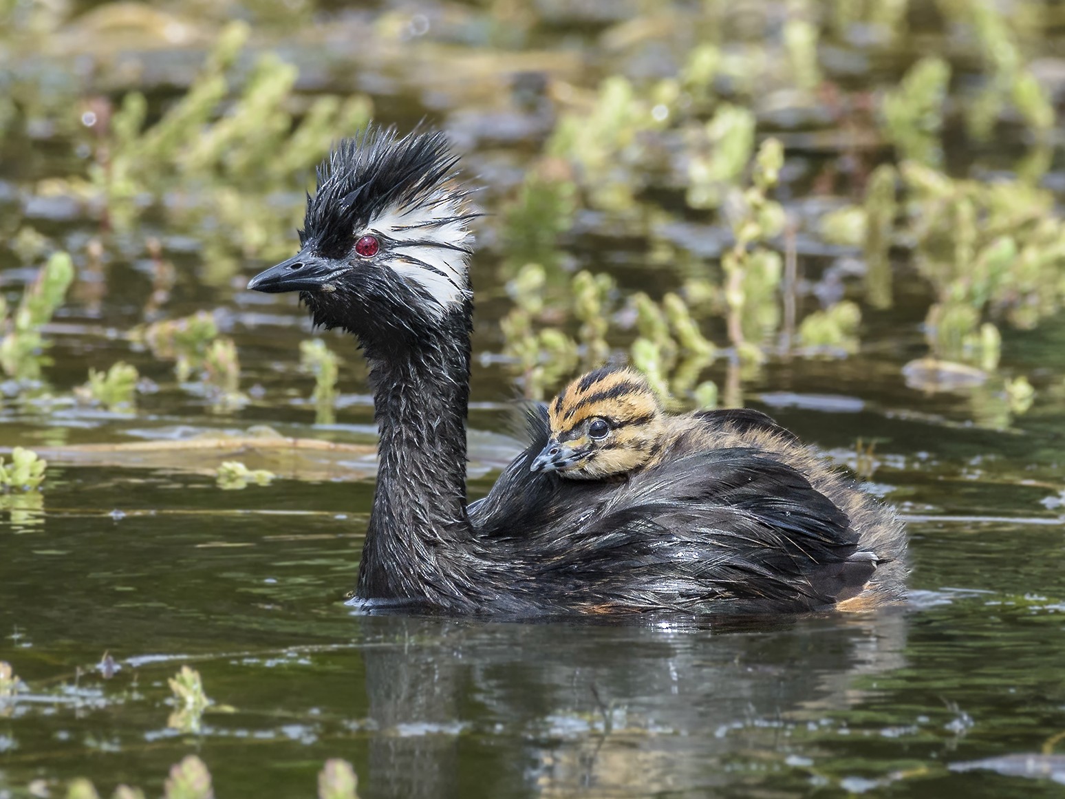 White-tufted Grebe - VERONICA ARAYA GARCIA