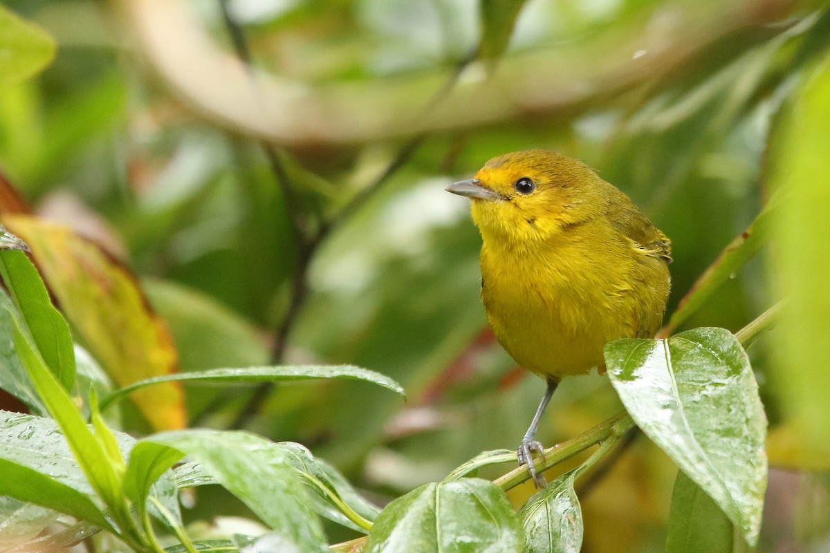 Rust-and-yellow Tanager - ML113554871