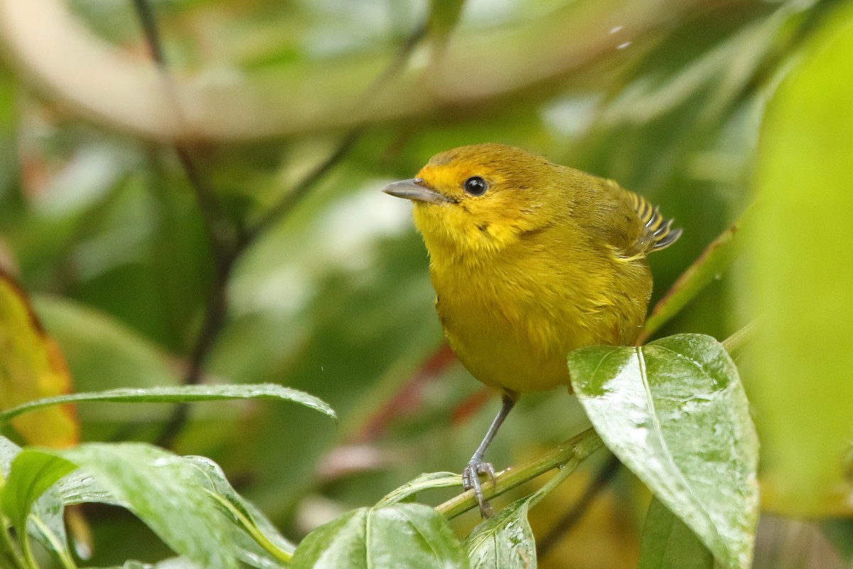Rust-and-yellow Tanager - ML113554881