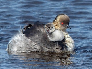 成鳥和幼鳥 (Patagonian) - Sharon Kennedy - ML113555251