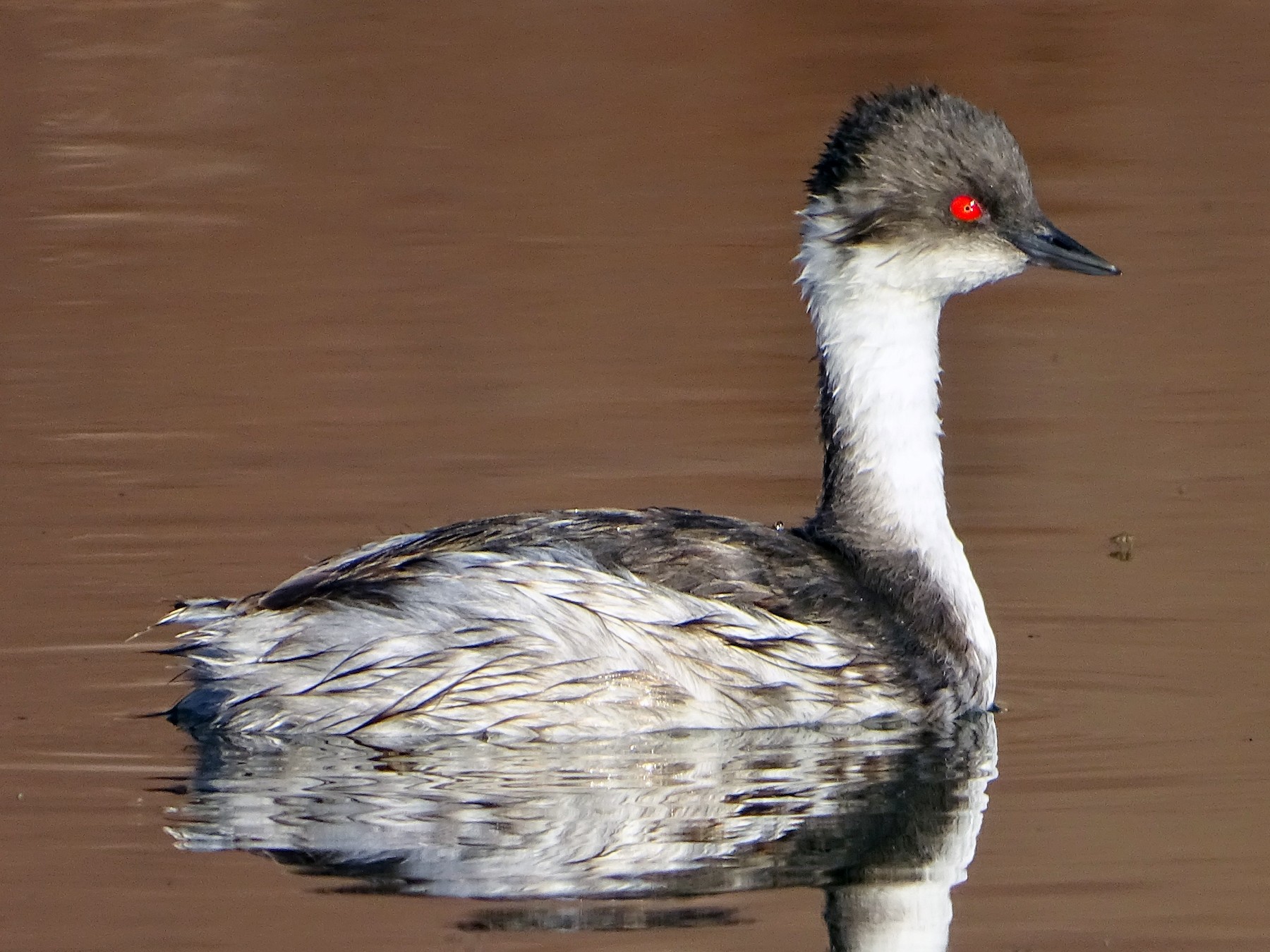 Silvery Grebe - Charly Moreno Taucare