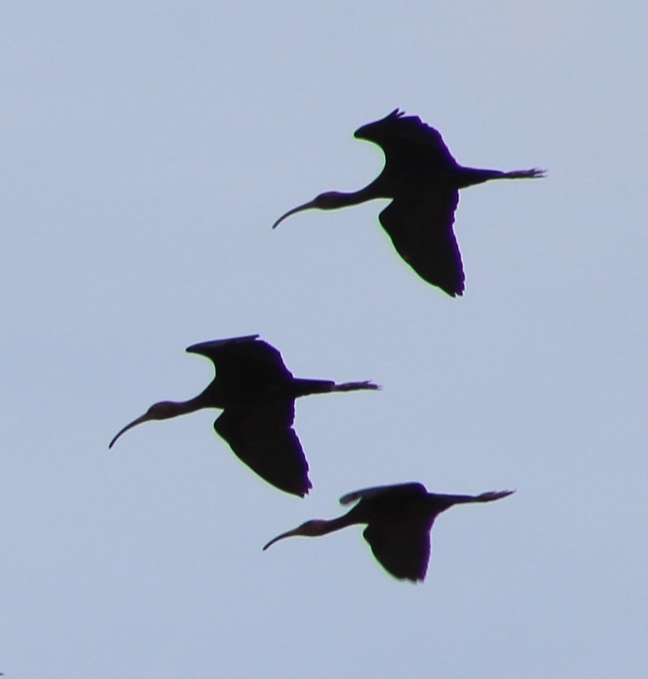 ibis americký - ML113556791
