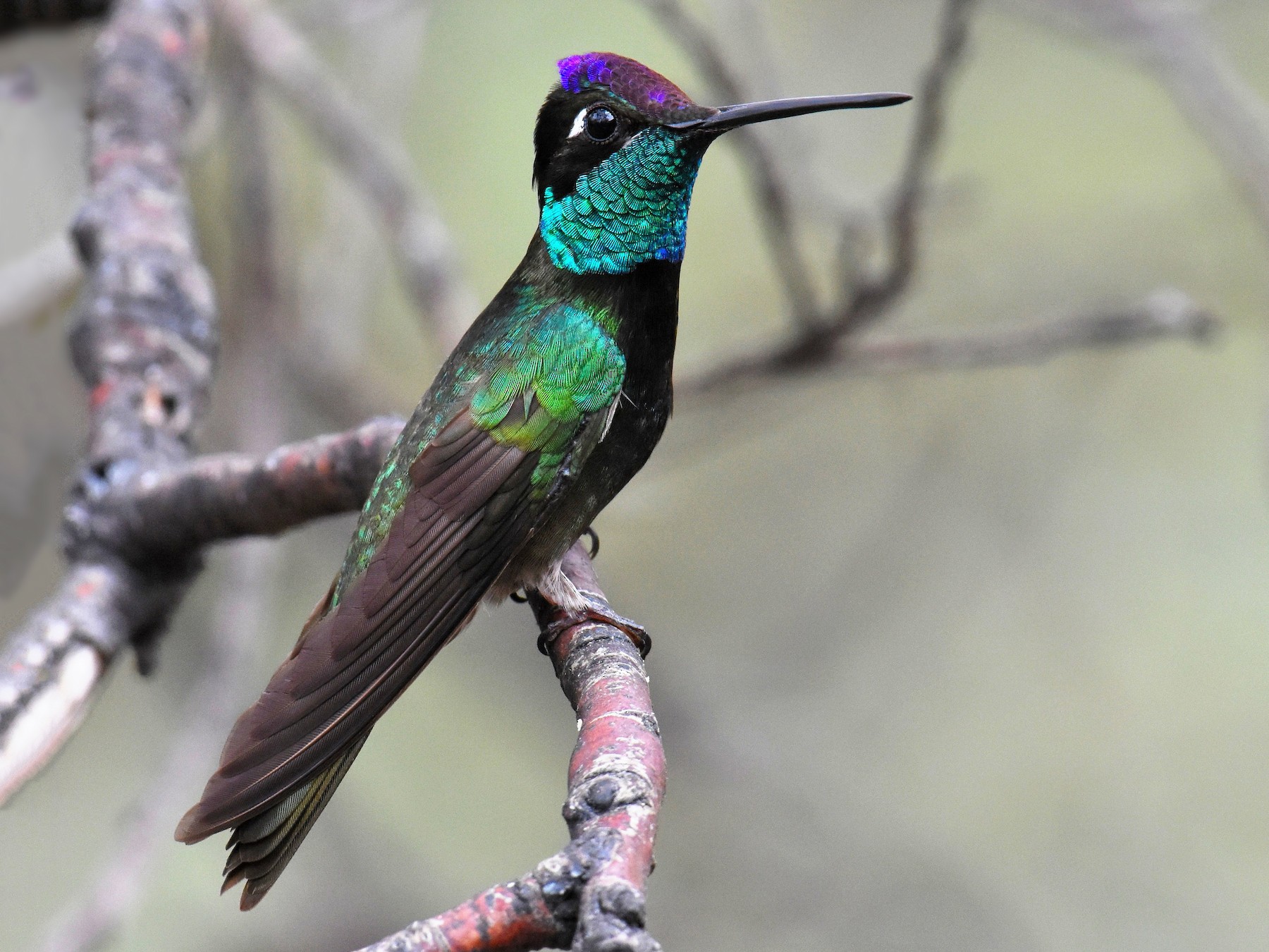 Rivoli's Hummingbird - eBird