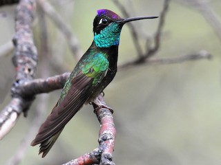 Adult male - ML113556991