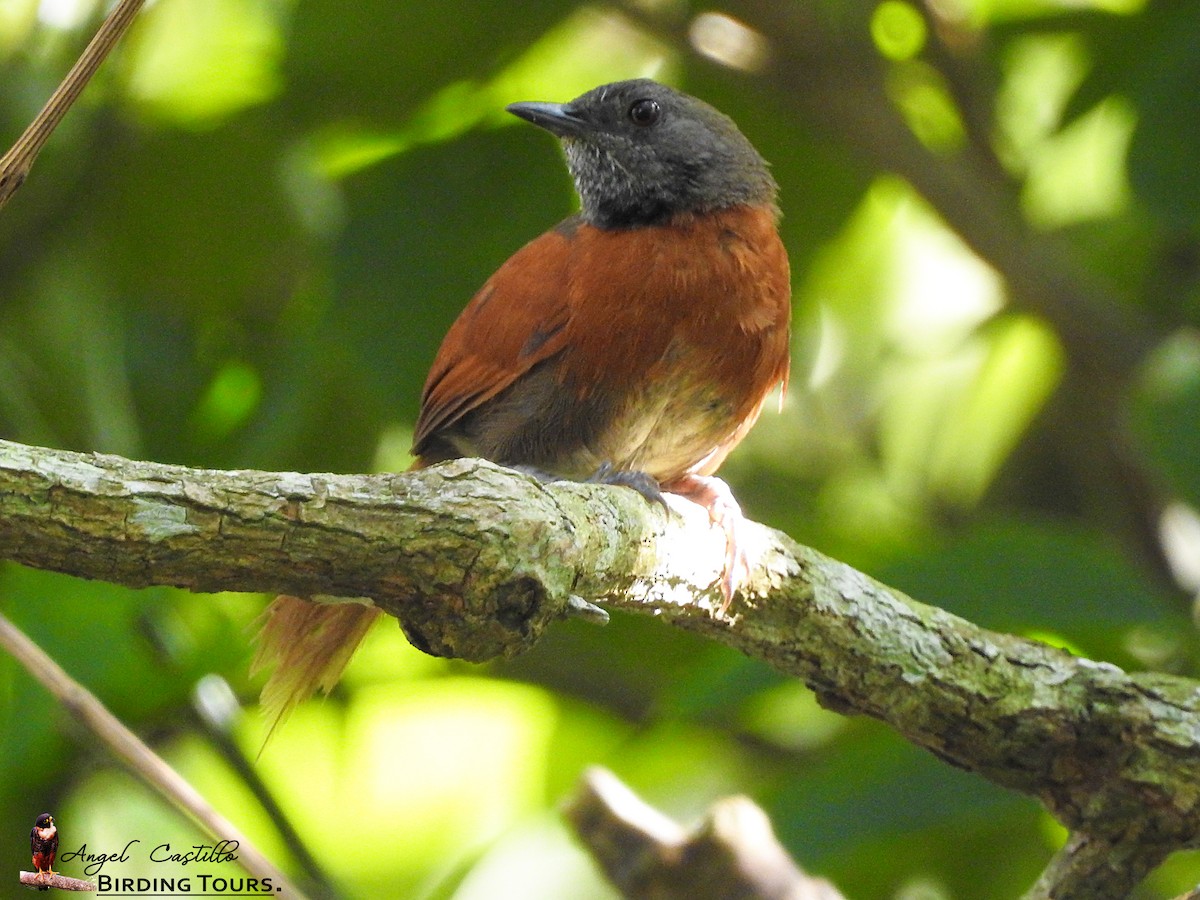 Rufous-breasted Spinetail - ML113557101
