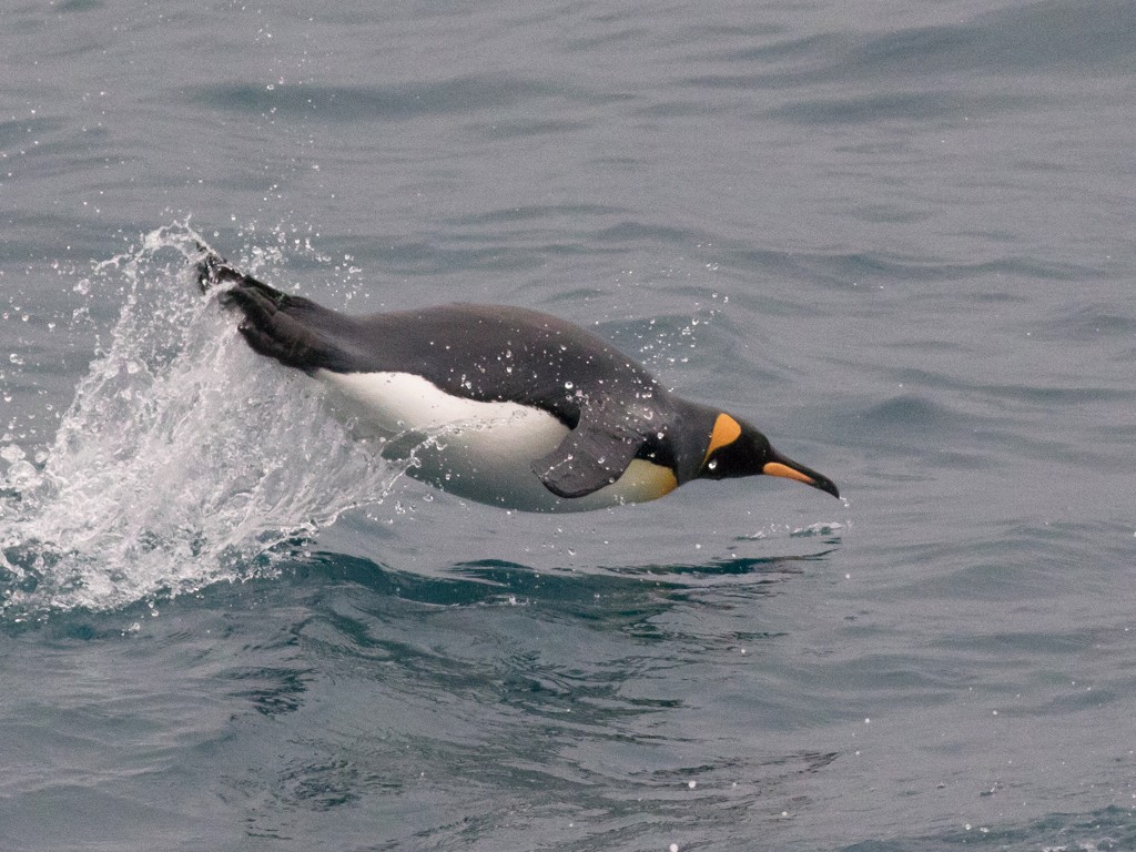 オウサマペンギン - eBird