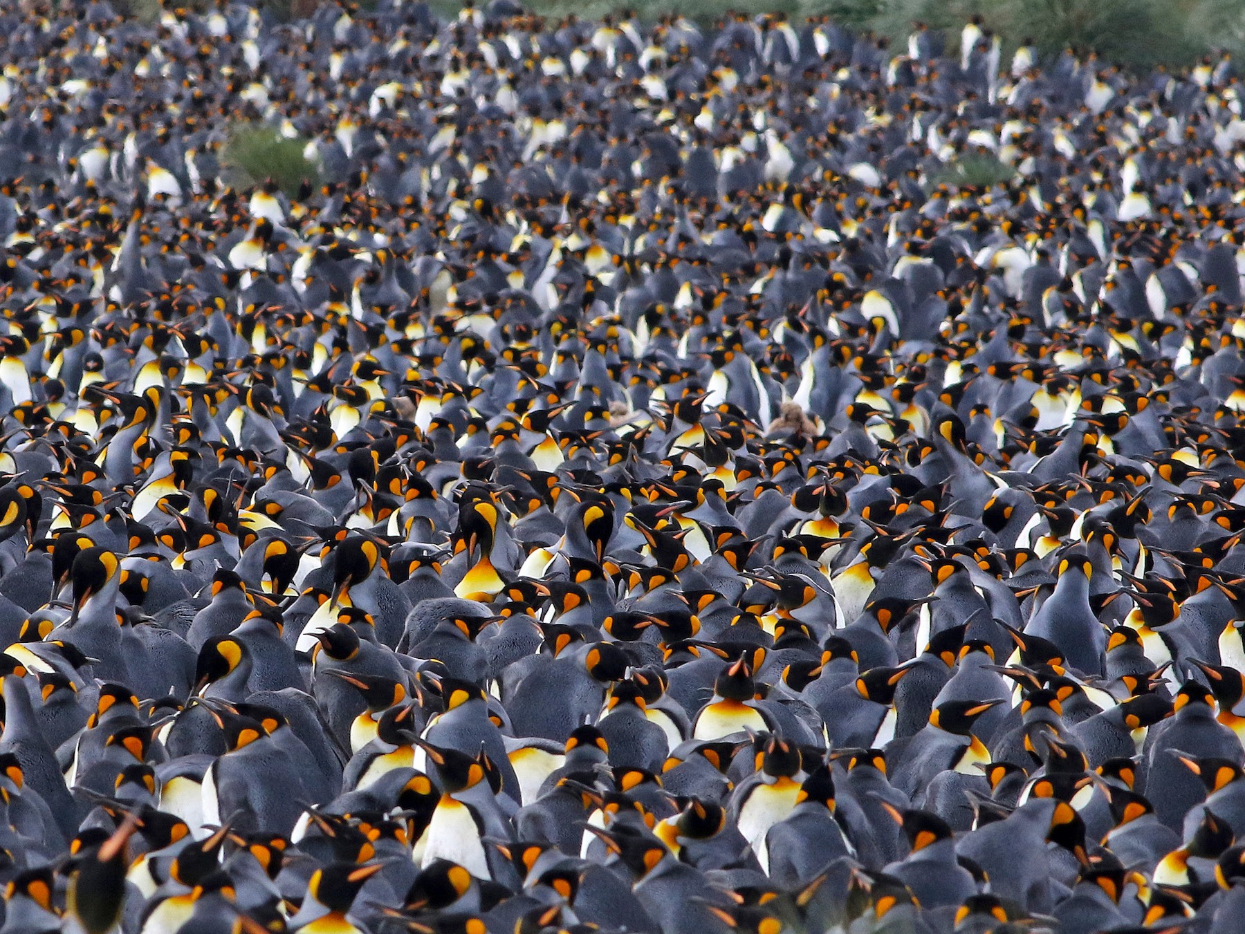 Pingüino Rey - eBird