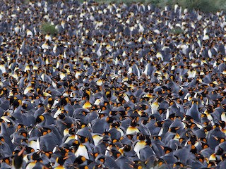  - King Penguin
