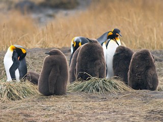 Adult and juvenile - Fernando Anand Medrano Martínez - ML113557561