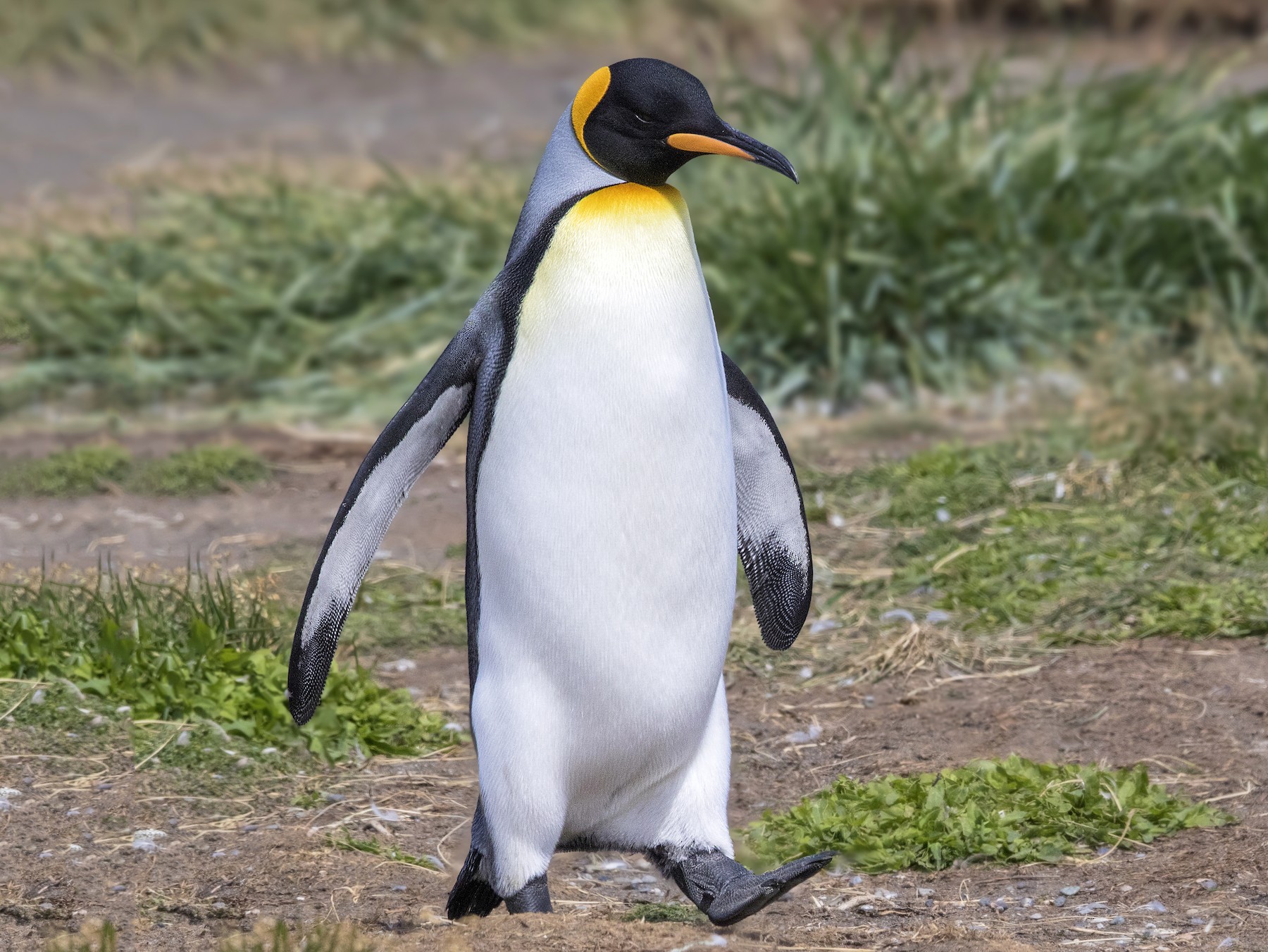 King Penguin on Macquarie Island., King Penguin in front of…