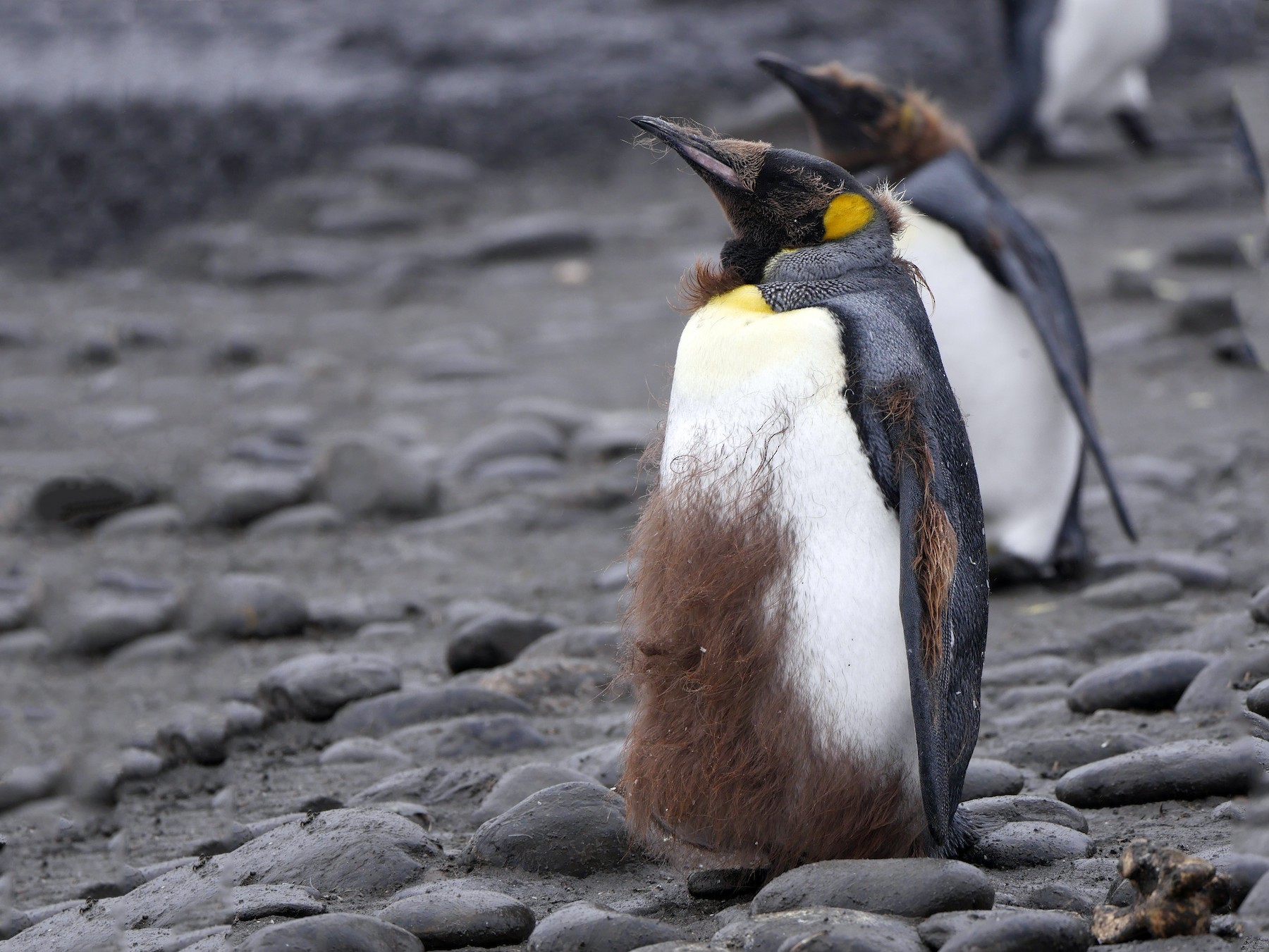 King Penguin on Macquarie Island., King Penguin in front of…