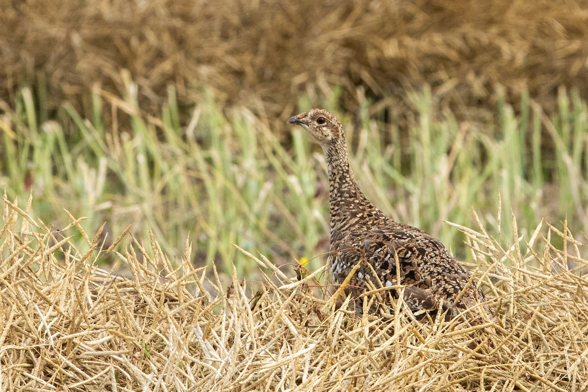 Sharp-tailed Grouse - Debbie Young