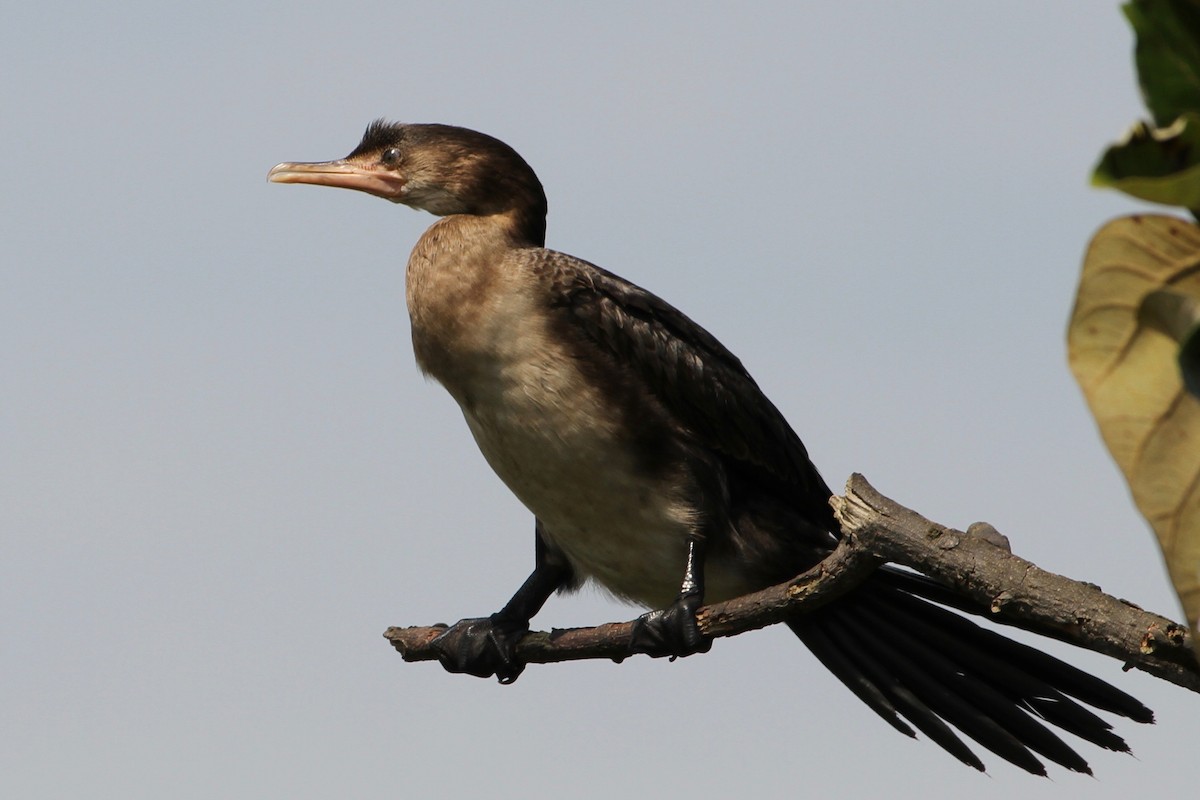 Long-tailed Cormorant - Bert Fisher