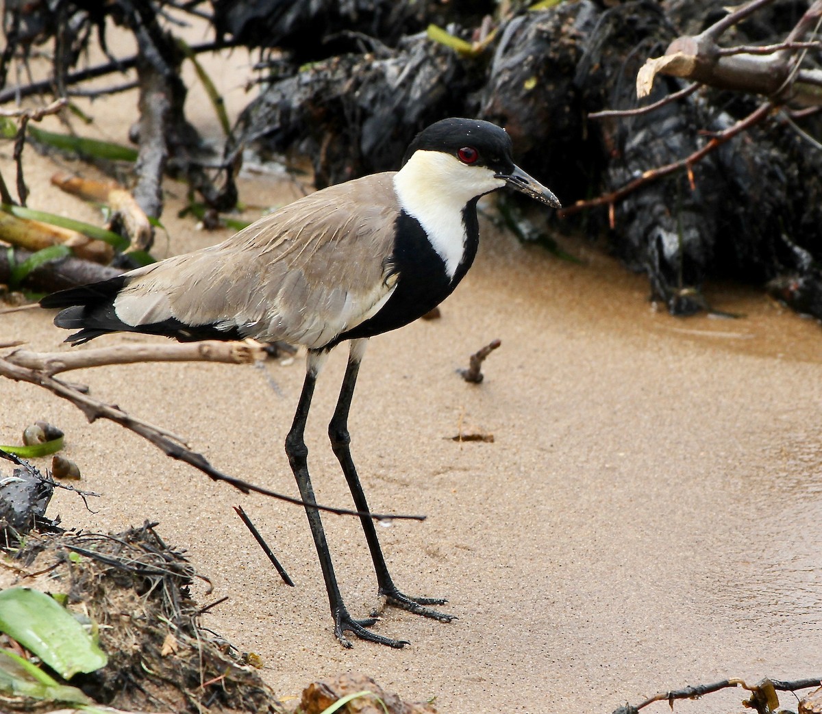 Spur-winged Lapwing - Bert Fisher
